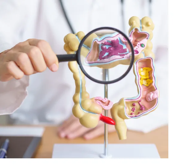 Dr holding a magnify glass to a 3d replica anatomy of the large intestine